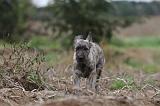 BOUVIER DES ARDENNES 154